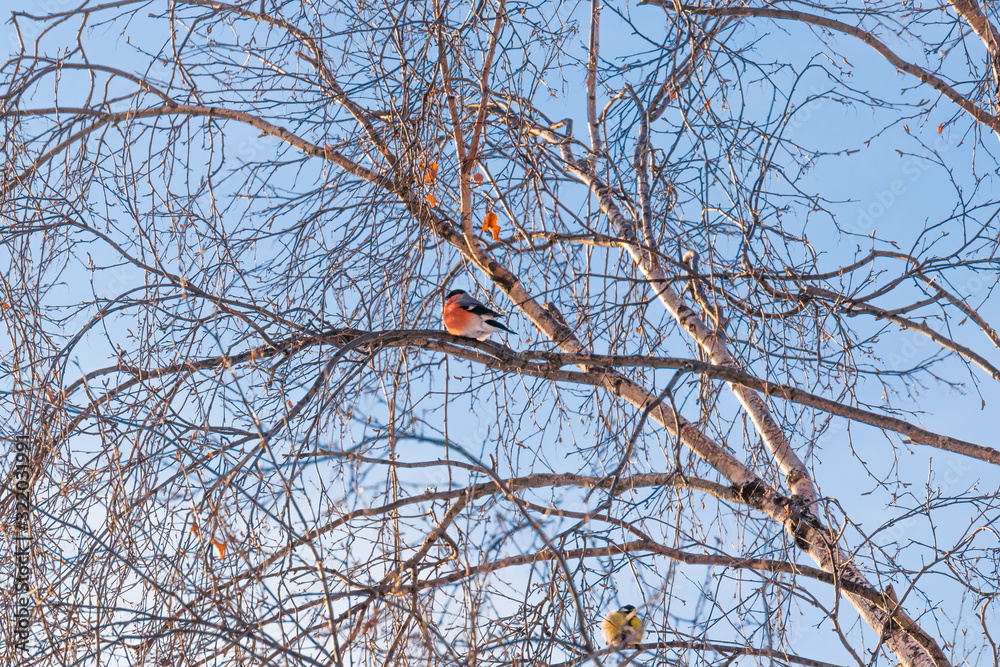 Bird bullfinch sitting on a tree branch, illuminated by the sun Bird bullfinch sitting on a tree branch, illuminated by the sun