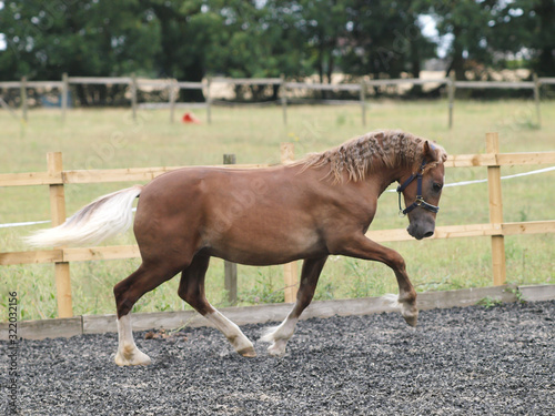 Young Colt photo