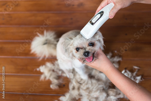 Fototapeta Naklejka Na Ścianę i Meble -  Grooming and haircut dog fur by human with clipper