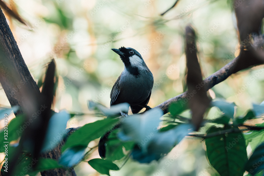 Bird (Black-throated Laughingthrush) in nature Bird (Black-throated Laughingthrush) in nature