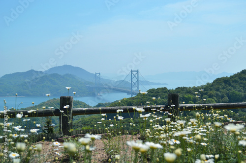 除虫菊と瀬戸内の島