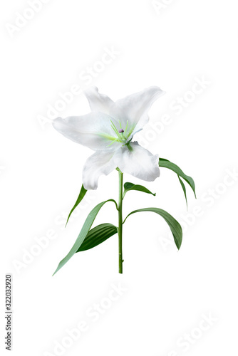 White lily flower