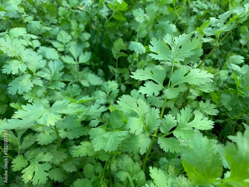 Closed up image of the coriander, Thai herb flavoring