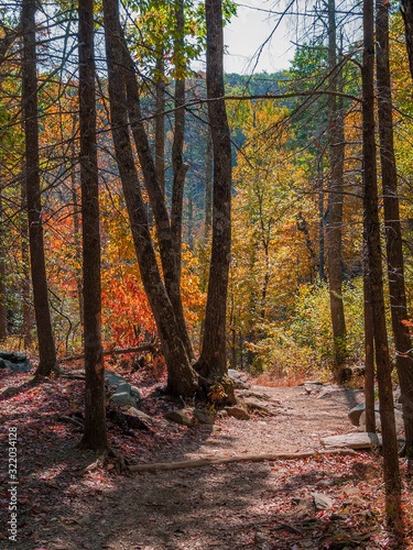 Sunny Autumn Trail