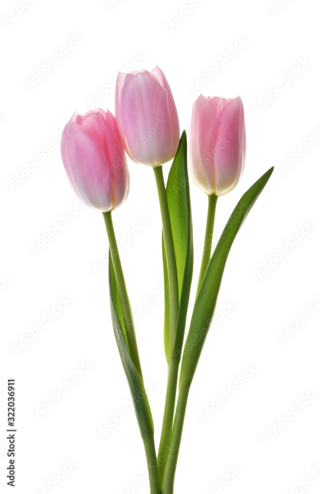 pink tulip flowers isolated without shadow clipping path pink tulip flowers isolated without shadow clipping path