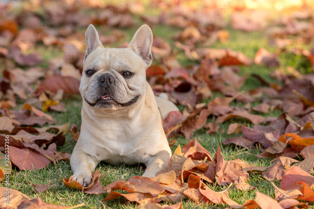 Portrait Of french bulldog lying In Colorful Fall Leaves at park.