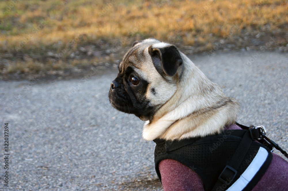 Obraz premium Dog Mops. Dog walking in bad weather. Warm clothes for dogs