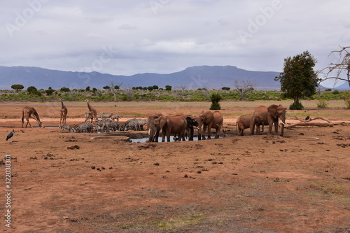 Safari Tsavo