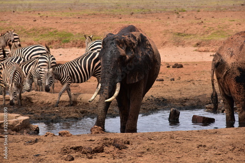 Fototapeta Naklejka Na Ścianę i Meble -  Waterhole Kenya