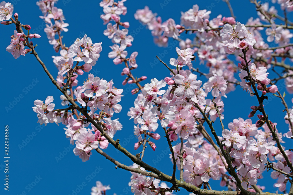 Blühende Wildpflaumen, Prunus cerasifera, im Frühling