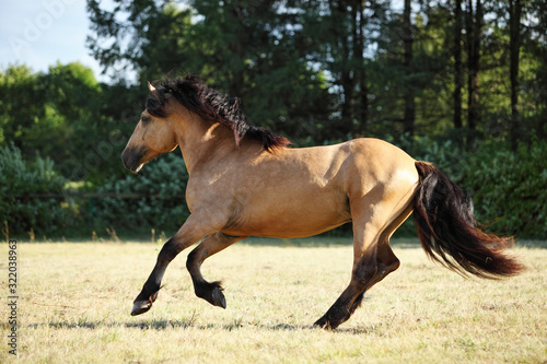 Paso fino horse stallion walking in summer evening ranch © horsemen