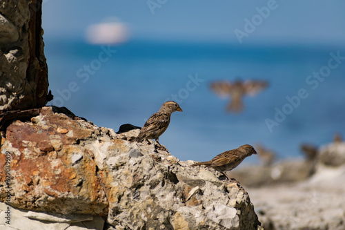 A flock of passerine birds swimming in salt water, on the black sea, on small and large stony pebbles. Frolicking feathered individuals on the coast. © Анна Иванова