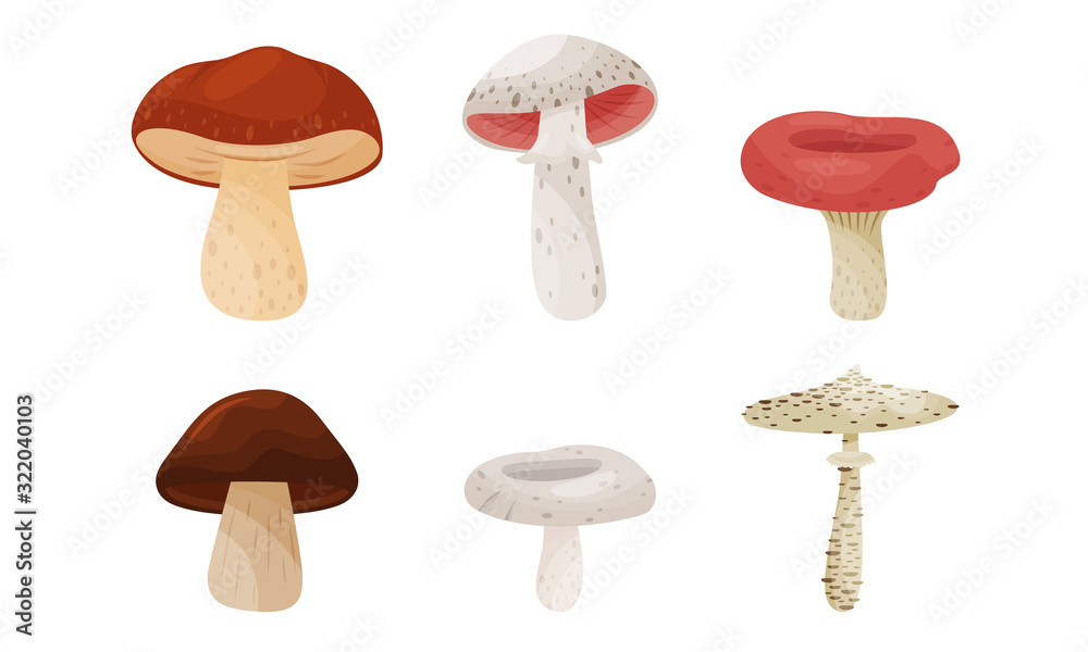 Different Forest Mushrooms Isolated on White Background Vector Set Different Forest Mushrooms Isolated on White Background Vector Set