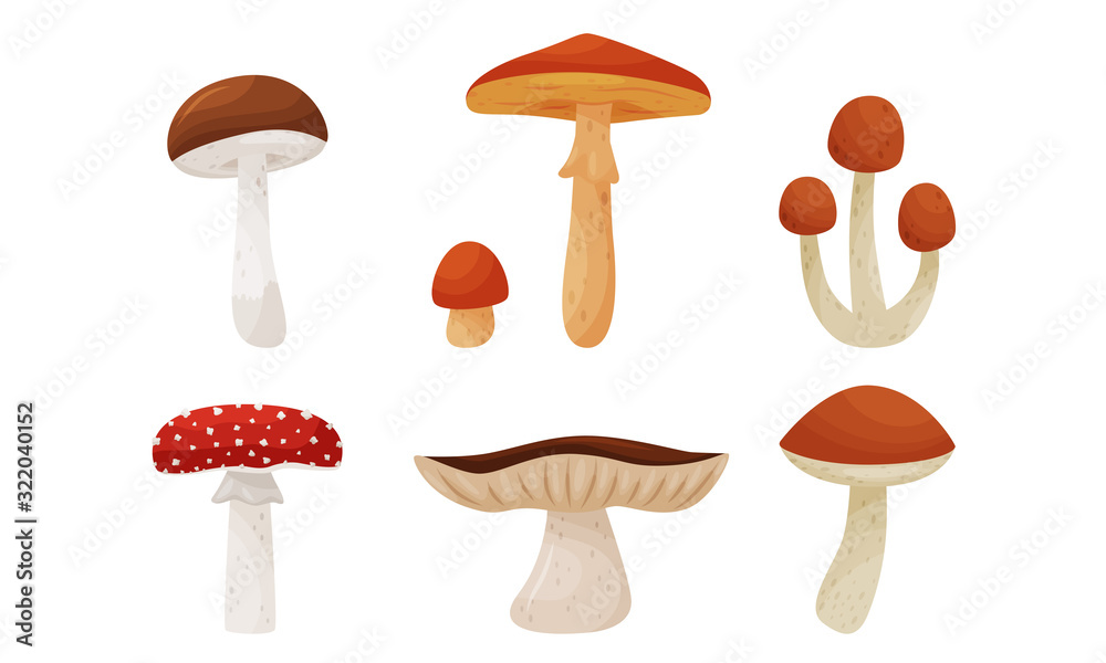 Different Forest Mushrooms Isolated on White Background Vector Set