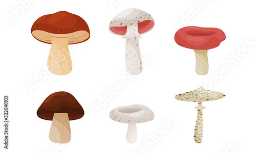 Different Forest Mushrooms Isolated on White Background Vector Set