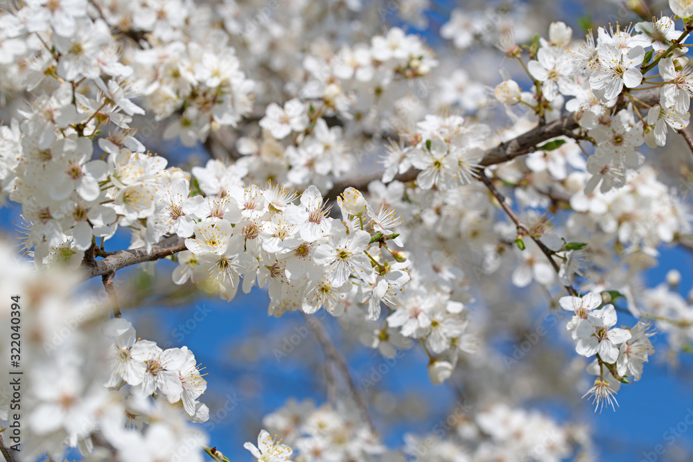 Blühende Wildpflaumen, Prunus cerasifera, im Frühling Blühende Wildpflaumen, Prunus cerasifera, im Frühling