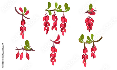 Barberry Bunches Hanging from Green Twigs Vector Set.