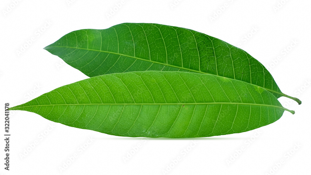 Obraz premium mango leaf isolated on white background