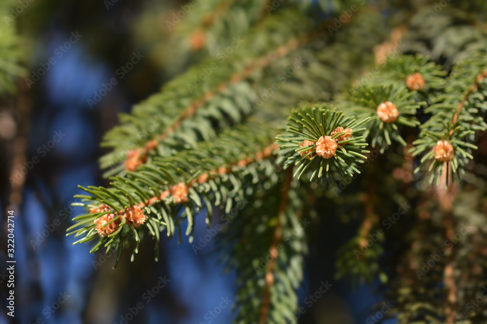 Norway spruce