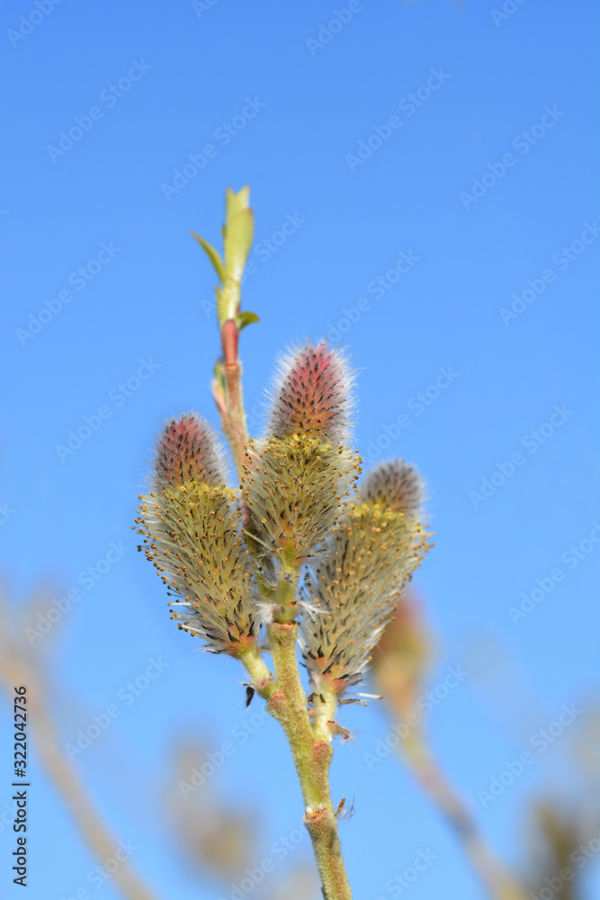 Rose Gold Pussy Willow