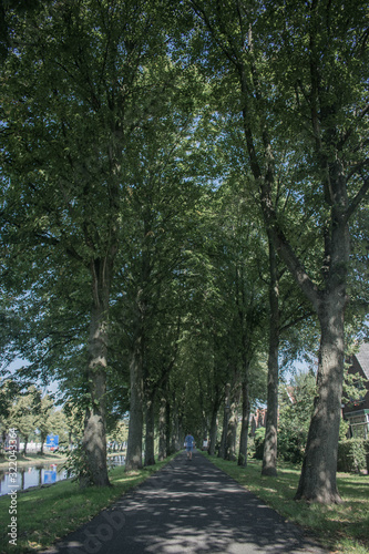 Persona andando por un paseo lleno de árboles