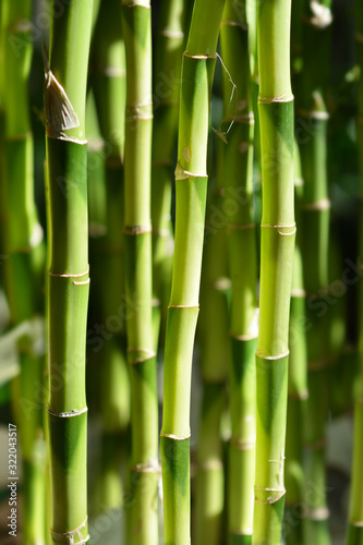Fototapeta Naklejka Na Ścianę i Meble -  Lucky bamboo