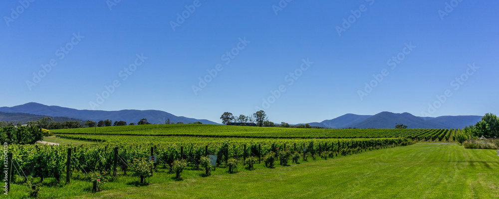 Yarra Valley Vineyards in Victoria, Australia.