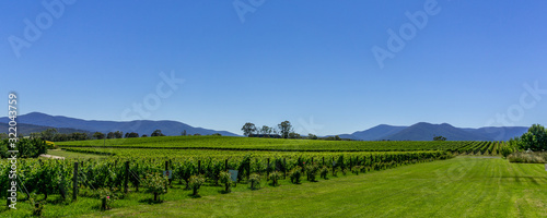 Yarra Valley Vineyards in Victoria, Australia. photo