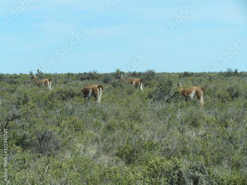 Fototapeta Naklejka Na Ścianę i Meble -  Sightseeing tour through the Argentine Patagonia desert - sighting of guanacos