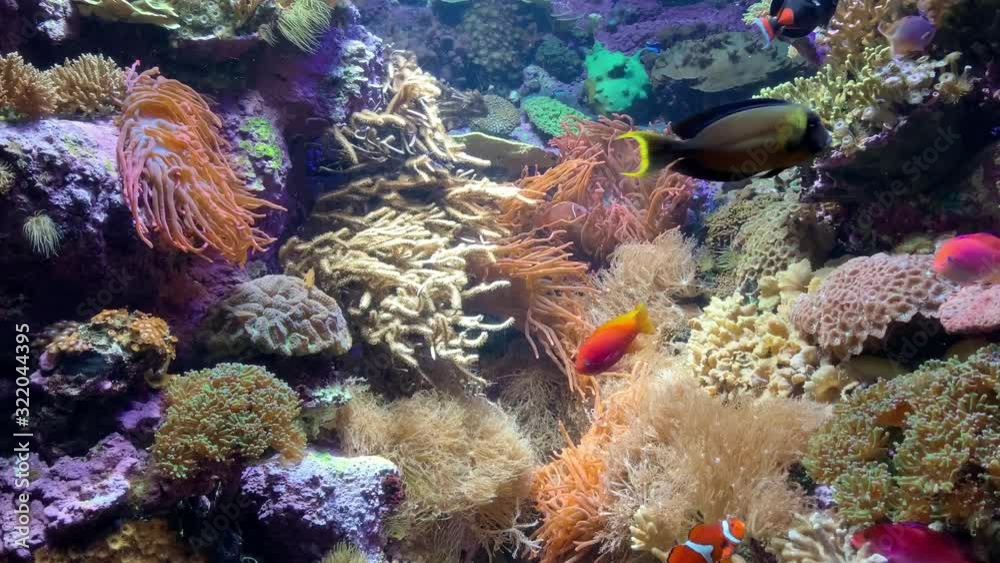 Vibrant tropical fish in a coral reef, static shot. Vibrant tropical fish in a coral reef, static shot.