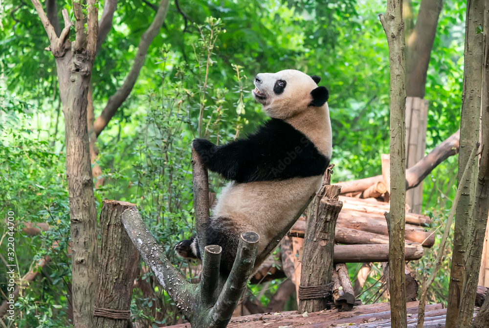 Obraz premium Giant panda over the tree.