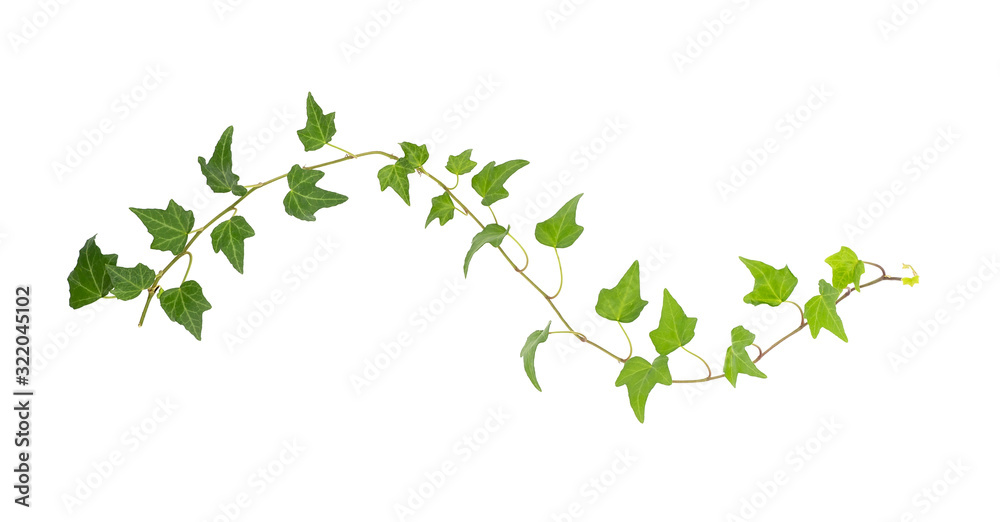 green ivy isolated on a white background. - obrazy, fototapety, plakaty 