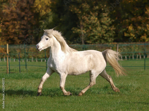 Welsh Stallion