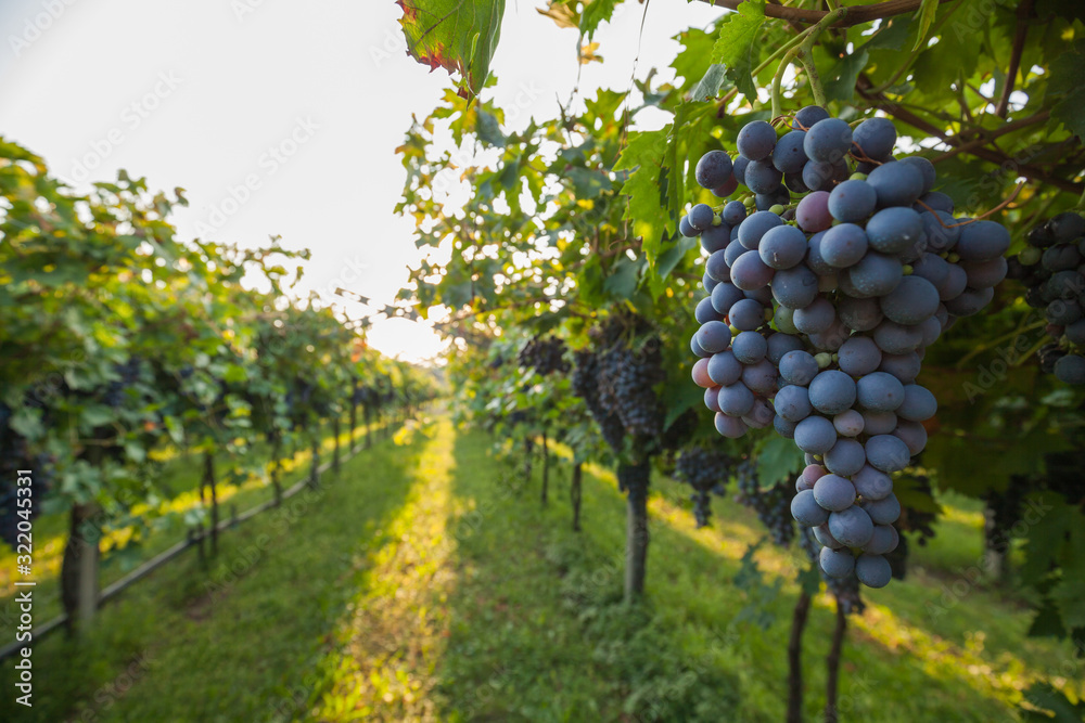 grape harvest Italy