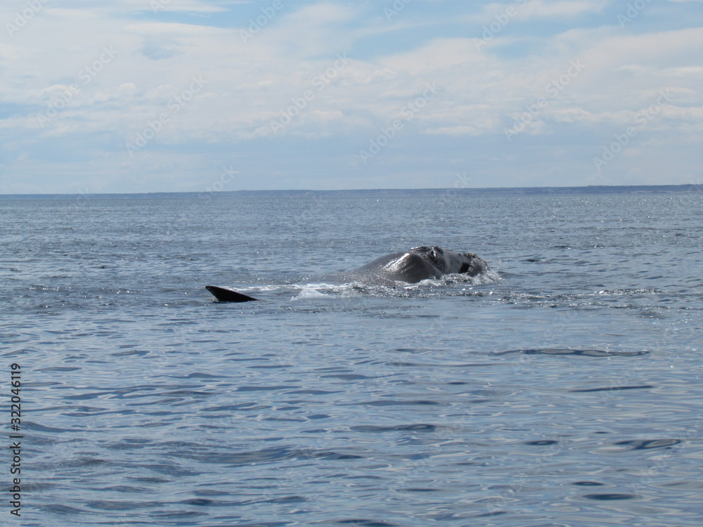 Naklejka premium Boat trip in Golfo Nuevo, watching whales