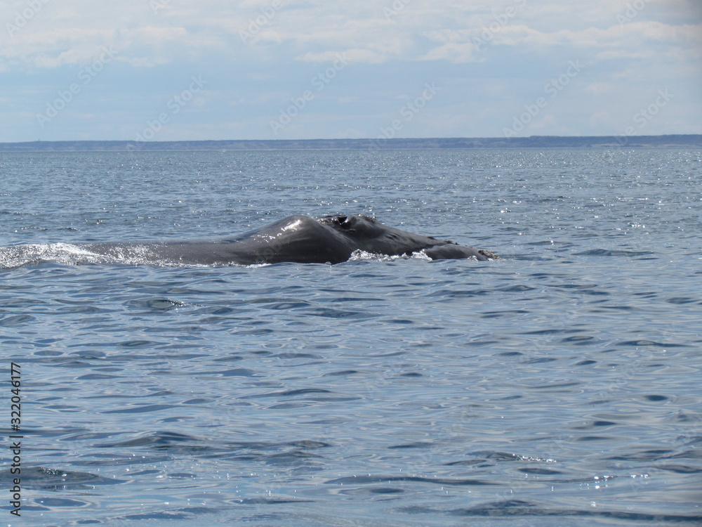 Fototapeta premium Boat trip in Golfo Nuevo, watching whales