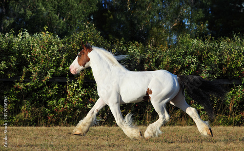Photography American Drum Horse is a modern American breed of heavy horse of draft type