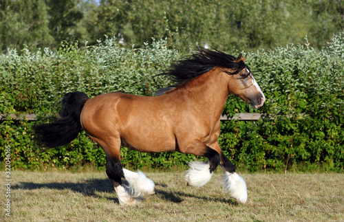 Photos Gypsy Vanner Horse - We Need Fun runs gallop
