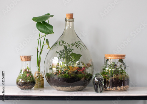 ecosystem terrarium with small plants