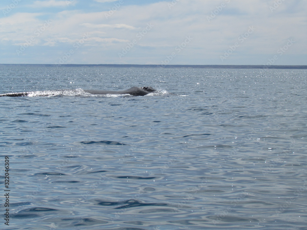 Boat trip in Golfo Nuevo, watching whales Boat trip in Golfo Nuevo, watching whales