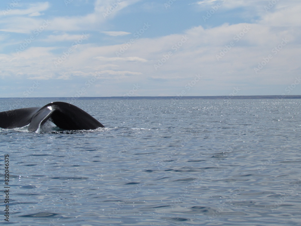 Fototapeta premium Boat trip in Golfo Nuevo, watching whales
