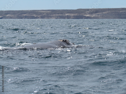 Boat trip in Golfo Nuevo, watching whales