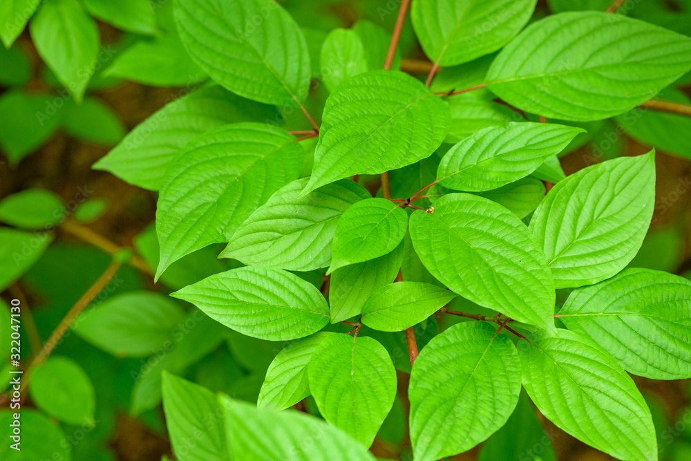 juicy leaves of the tree are beautiful without debris juicy leaves of the tree are beautiful without debris