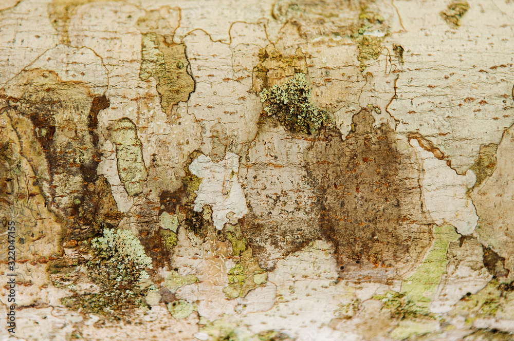 Close up Lichen fungi texture on tree bark background