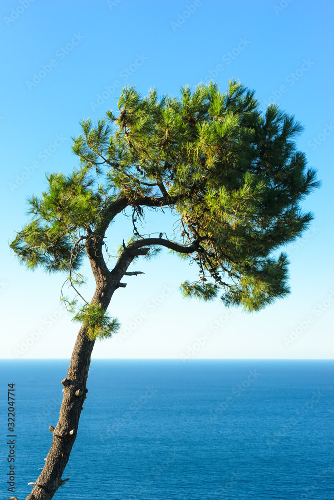 Pine tree with the ocean in the background. San Sebastian, Spain.