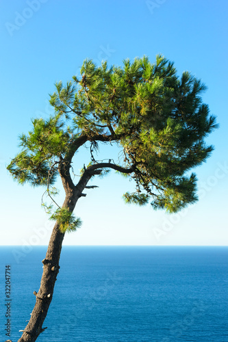 Pine tree with the ocean in the background. San Sebastian  Spain.