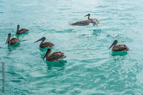 Pelicans in Caribbean sea. Six birds in turquoise water. Nature background or wallpaper. Animals wildlife. Puerto Morelos. Yucatan. Quintana roo. Mexico. Riviera maya.