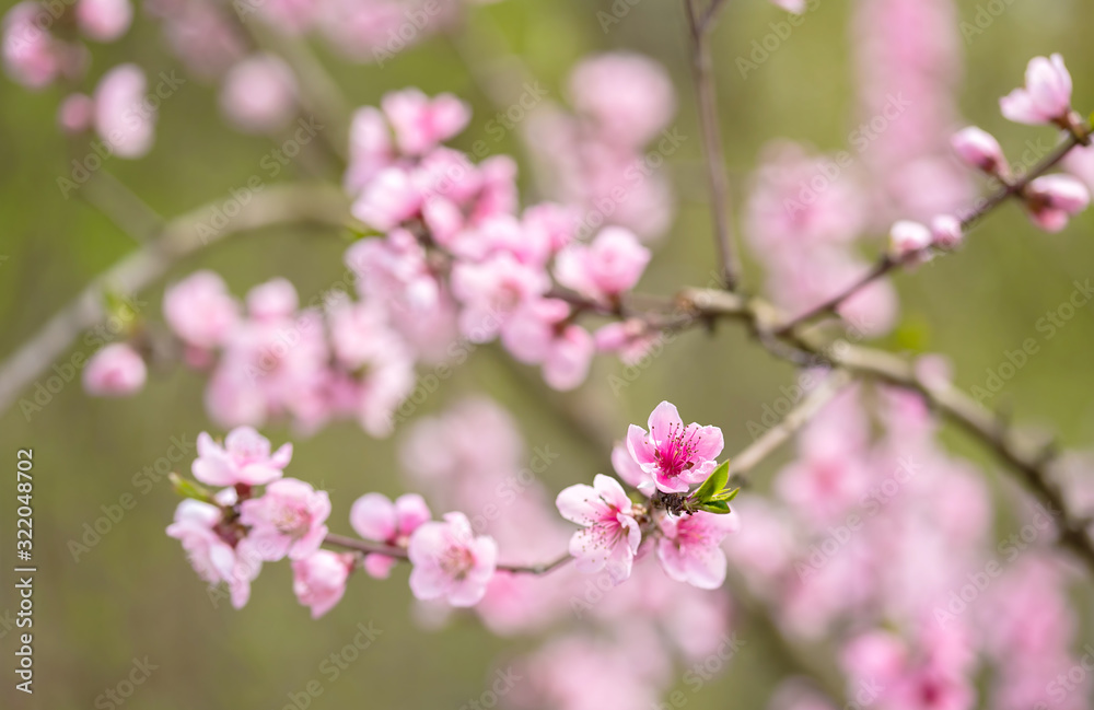 Pink blossoming cherry tree with bokeh lights. Pink flowers for spring background