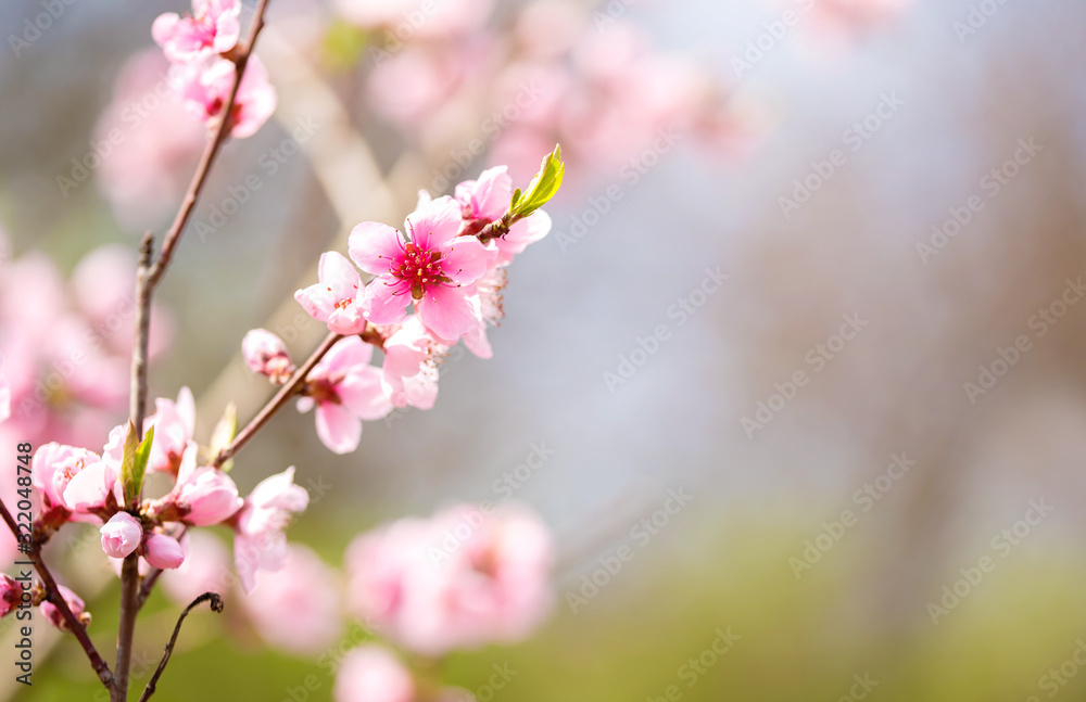 Pink blossoming cherry tree with bokeh lights. Pink flowers for spring background