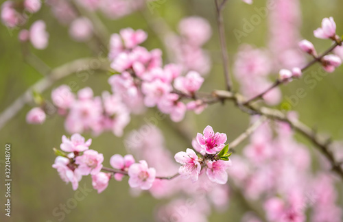 Pink blossoming cherry tree with bokeh lights. Pink flowers for spring background © SasaStock